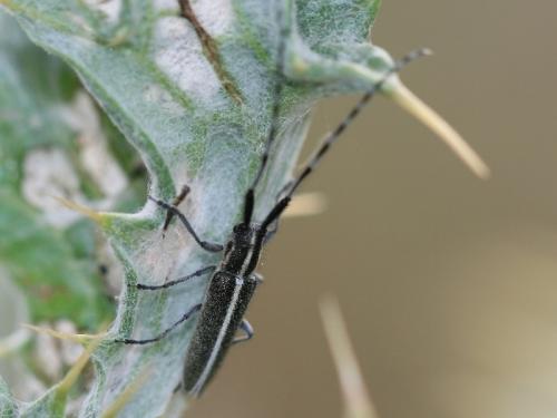 Agapanthia suturalis