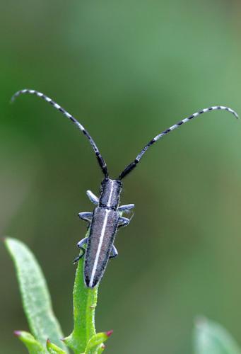 Agapanthia cardui