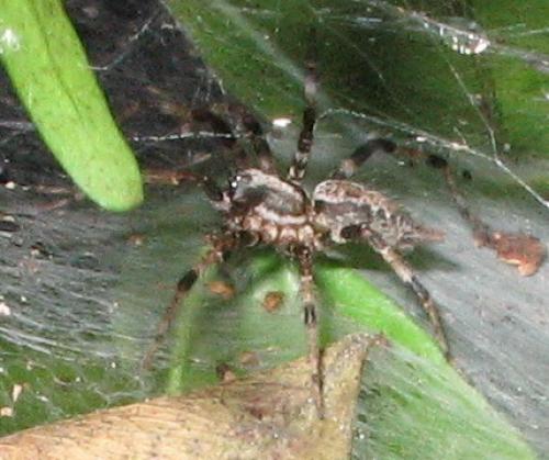 Agelena consociata