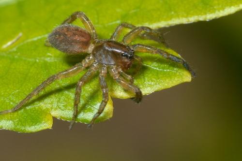 Pirata sp.