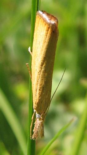 Réf. 134 185 : Agriphila straminella