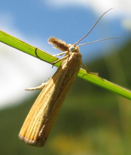 Réf. 134 186 : Agriphila straminella