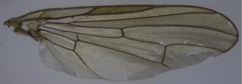 Dryomyza flaveola