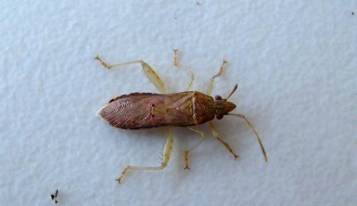 Réf. 134 851 : Daclera punctata
