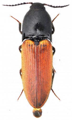 Réf. 134 651 : Ampedus aurilegulus