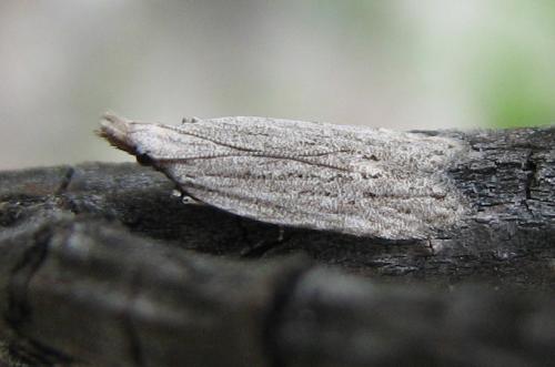 Anarsia sp.