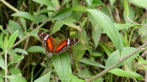 Réf. 134 769 : Anartia amathea