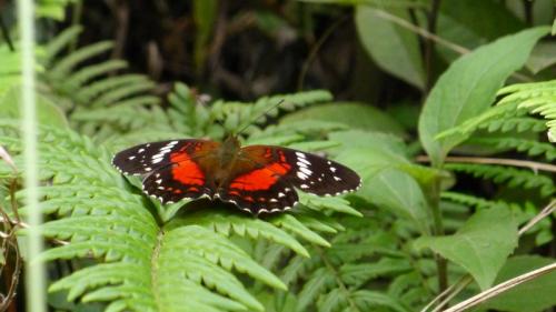 Anartia amathea