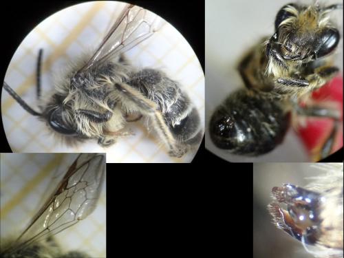 Andrena flavipes