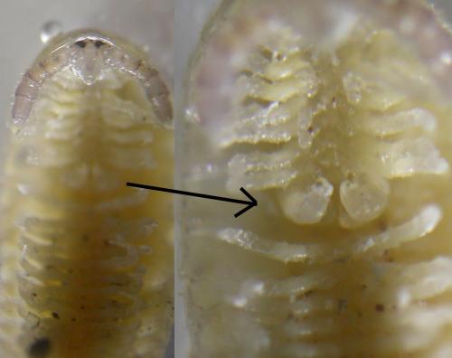 Hirudisoma sp.