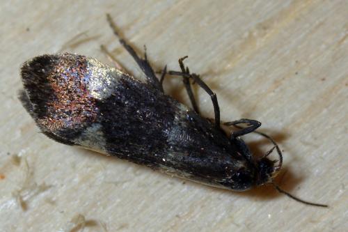 Lampronia sp.