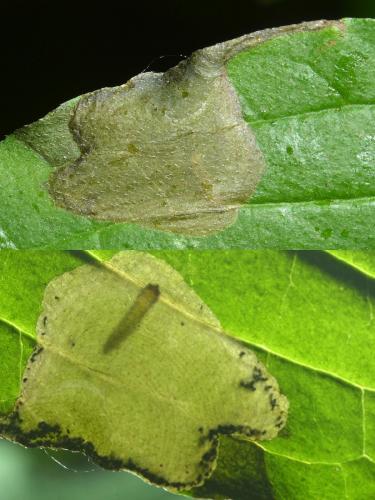Antispila metallella