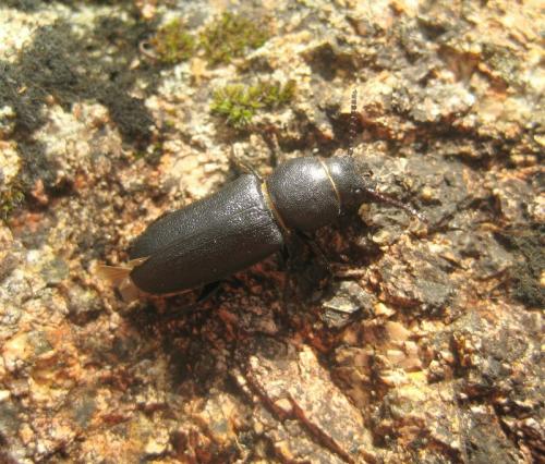 Réf. 134 622 : Spondylis buprestoides