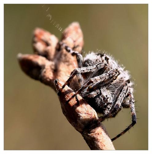 Agalenatea redii