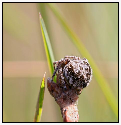 Agalenatea redii