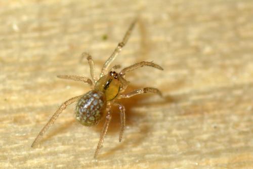 Réf. 134 348 : Stemonyphantes lineatus