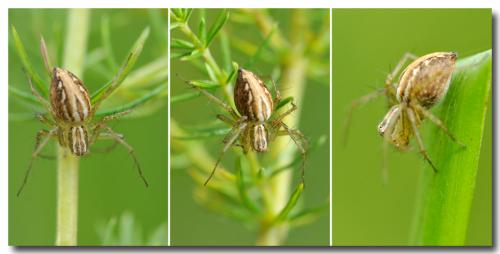 Oxyopes lineatus