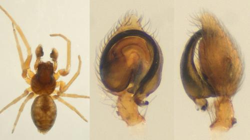 Réf. 134 351 : Emblyna brevidens