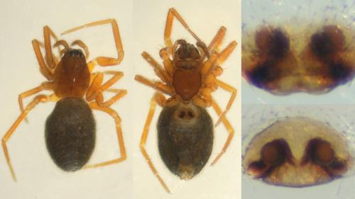 Walckenaeria monoceros
