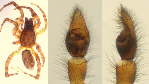 Arctosa lacustris