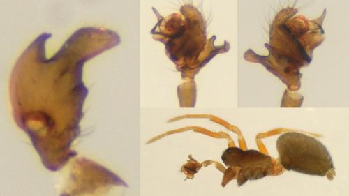 Réf. 134 972 : Araeoncus humilis