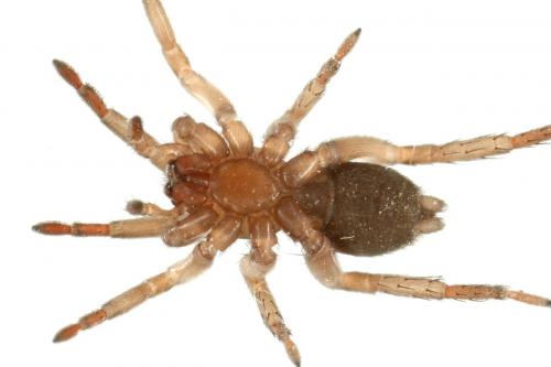 Réf. 134 384 : Drassodes sp.