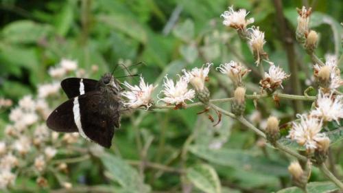 Autochton sp.
