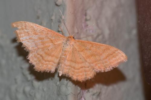 Idaea ochrata