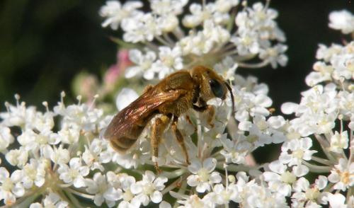 Seladonia subaurata