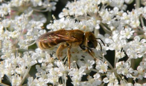 Seladonia subaurata