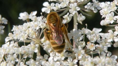 Seladonia subaurata