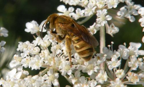 Seladonia subaurata