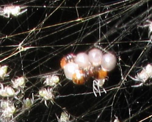 Réf. 134 607 : Argiope levii