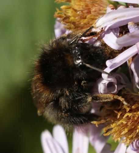 Bombus hypnorum