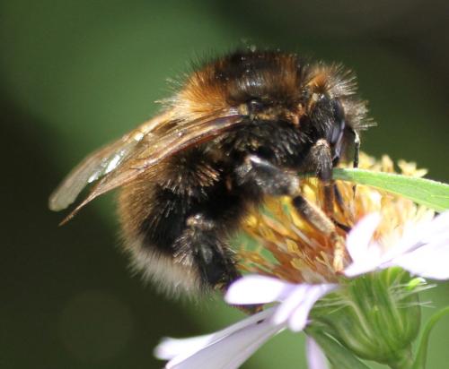 Bombus hypnorum