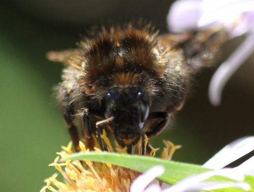 Bombus hypnorum