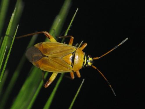 Réf. 134 097 : Brachycoleus pilicornis