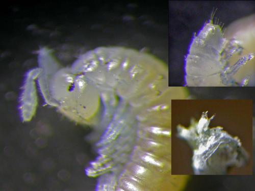 Réf. 134 331 : Brachychaeteuma melanops