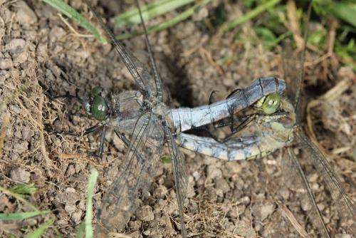 Orthetrum cancellatum