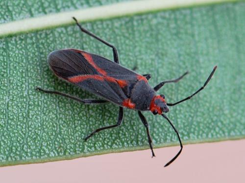 Réf. 134 592 : Caenocoris nerii