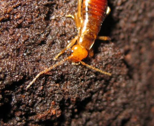 Réf. 134 007 : Chelidurella acanthopygia