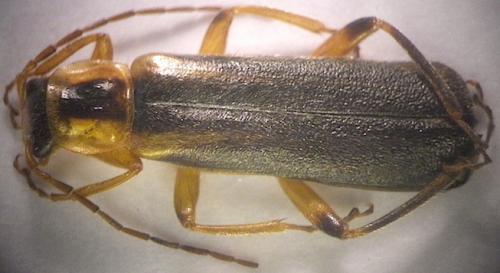 Metacantharis discoidea
