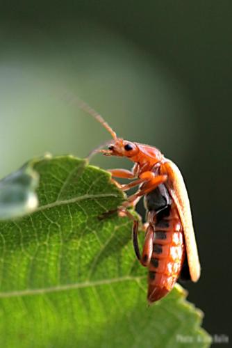 Cantharis livida