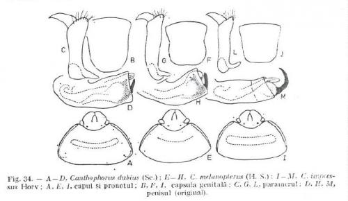Canthophorus divers