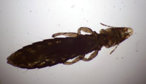 Ardeicola ardeae