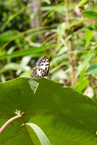 Castalius rosimon