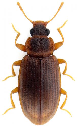 Réf. 134 424 : Enicmus planipennis