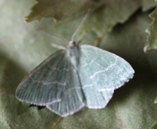 Réf. 134 350 : Chlorissa sp.