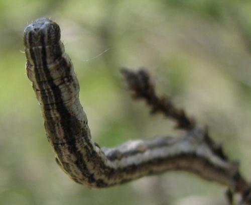 Perconia strigillaria
