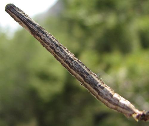 Réf. 134 683 : Perconia strigillaria